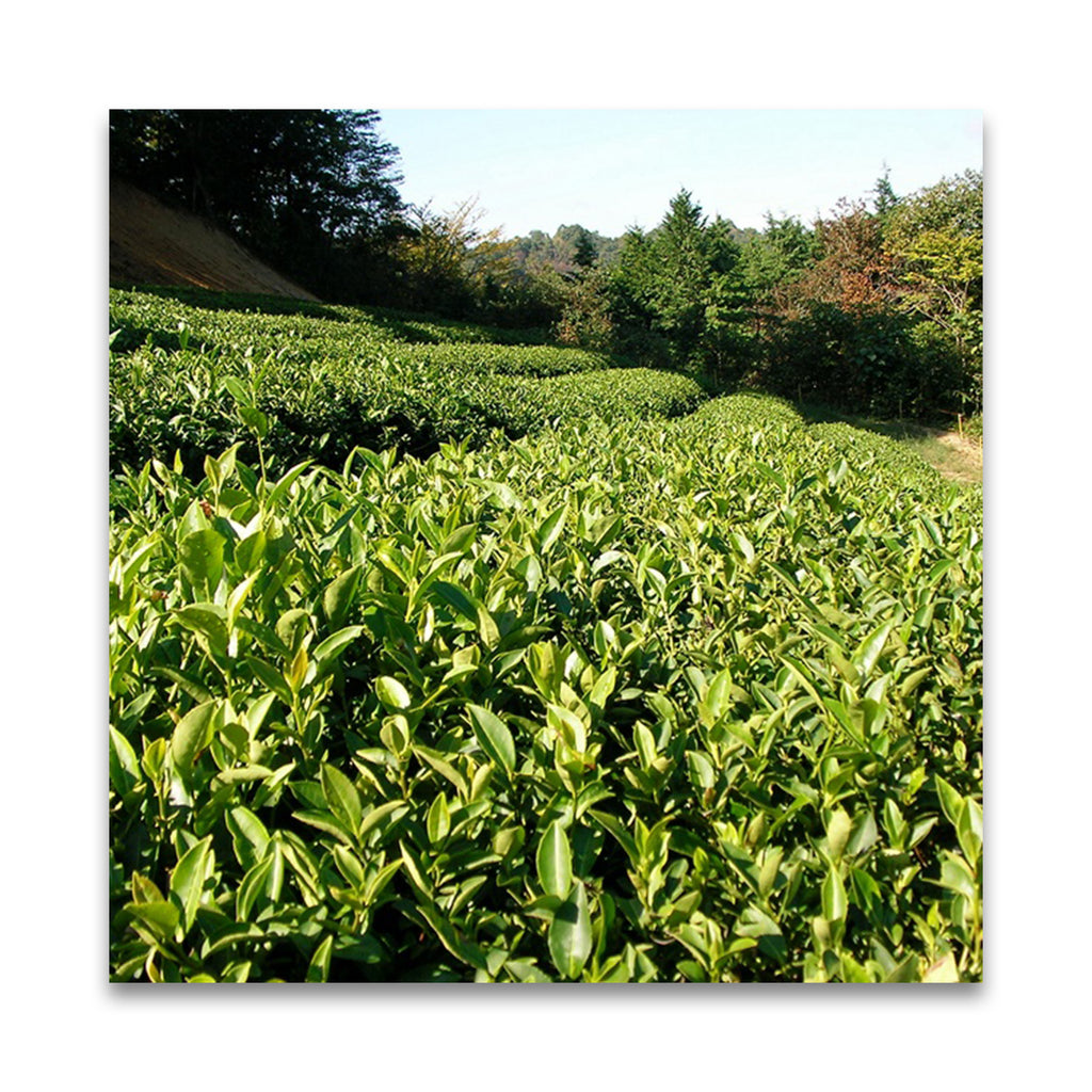 月ヶ瀬健康茶園 自然栽培 ほうじ番茶 200g