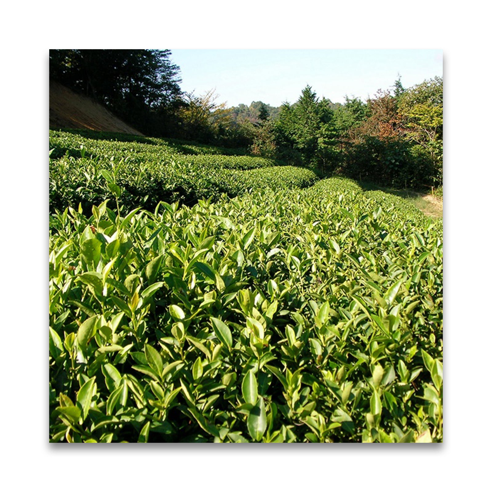 月ヶ瀬健康茶園 自然栽培 煎茶ほうじ 在来 50g