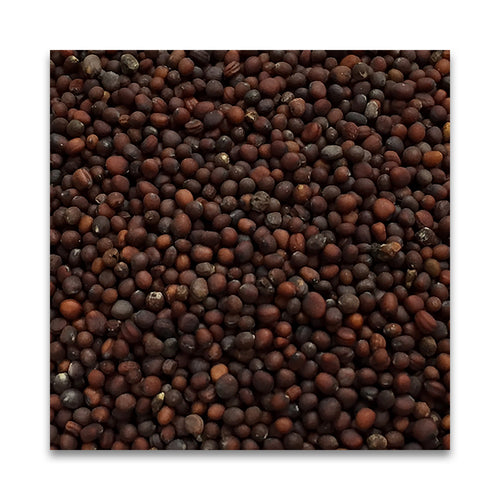 N HARVEST 有機ブラックマスタードシード 20g